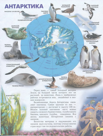 Животный мир Антарктики. Карта животного мира Антарктики из атласа  природоведения. Скачать бесплатно карту Антарктики